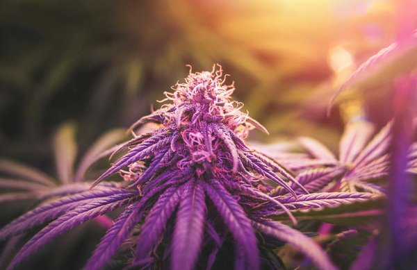 How to Choose the Right UV Lighting for a Reptile's Habitat?